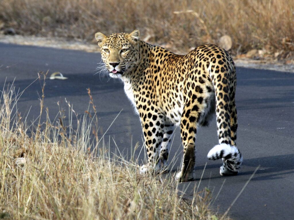 leopard_1768610048779_1768610048945.jpg